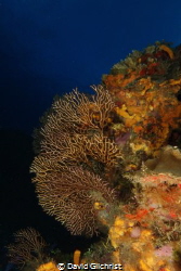 A reef Scenic from Cozumel's beautiful coral reefs. by David Gilchrist 